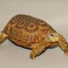 Speke's hingeback tortoise for sale