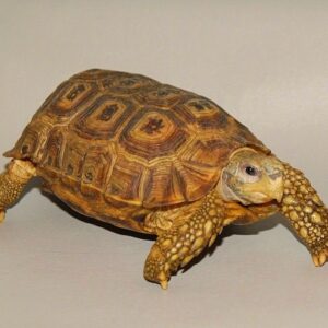 Speke's hingeback tortoise for sale