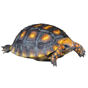 cherry head red foot tortoise for sale