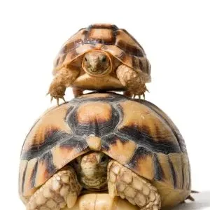 Egyptian tortoise for sale