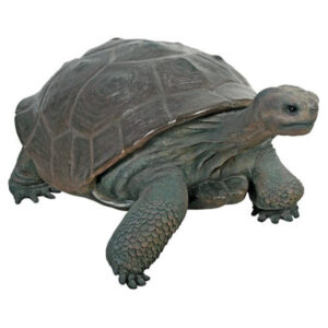 Galapagos island tortoise for sale