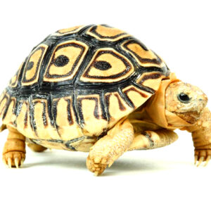 Leopard tortoise for sale
