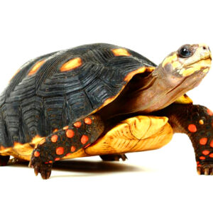 Red footed tortoises for sale