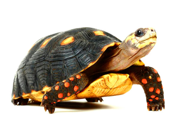 Red footed tortoises for sale