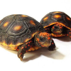 Red footed tortoise for sale