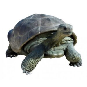 Galapagos island tortoise for sale