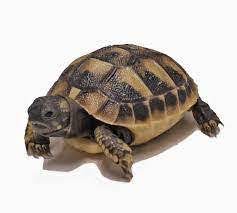 Black greek tortoise for sale