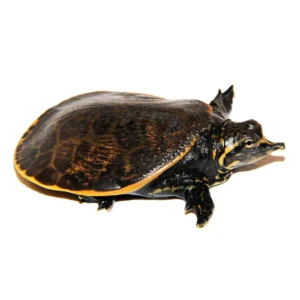 Florida softshell turtle for sale