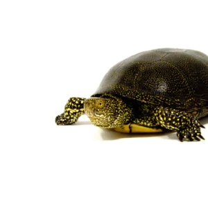 European pond turtle for sale