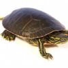 Western painted turtle for sale