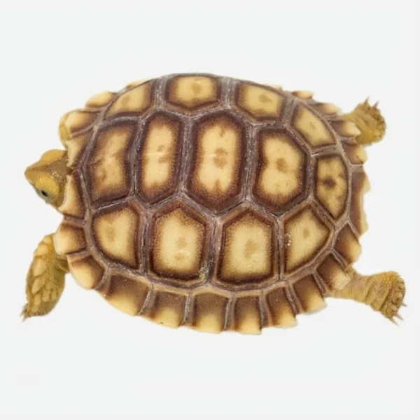 Sulcata tortoise full size