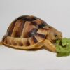 Cherry head red footed tortoise for sale