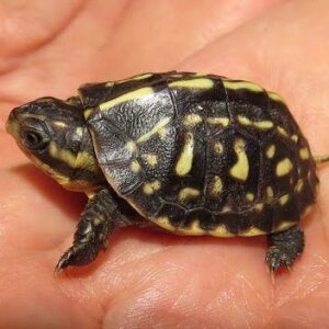 Florida box turtle for sale
