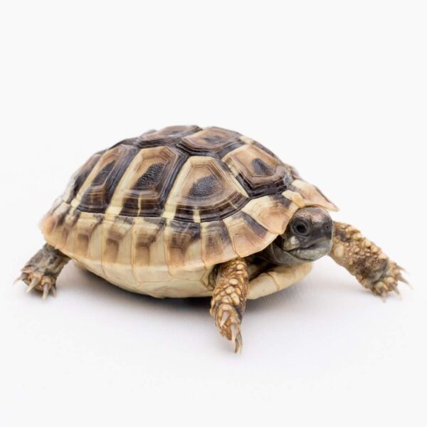 Hermann's tortoise for sale