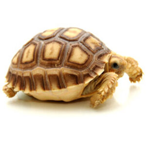 Sulcata tortoise full size